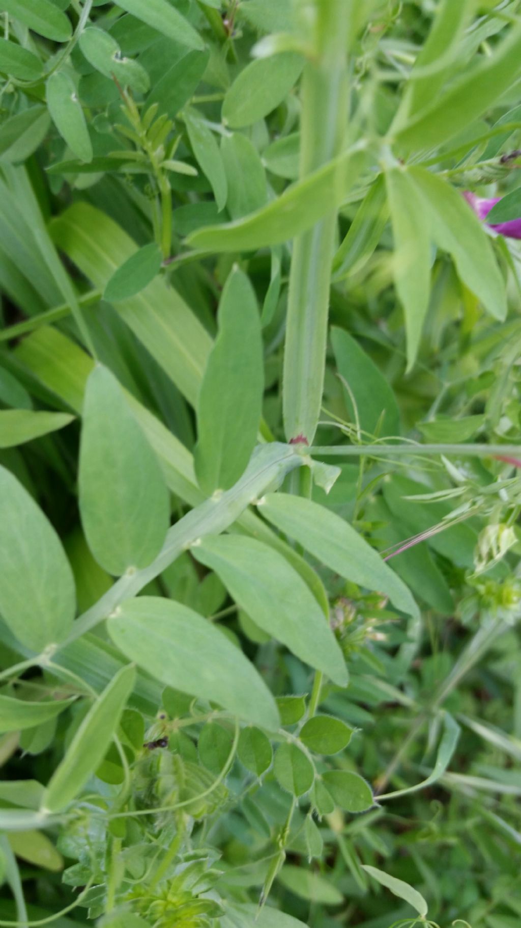 Fabaceae: impossibile andare oltre...